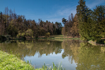Fototapeta na wymiar Pond among the trees in spring.