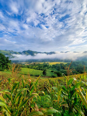 Morning landscape, on the corn field on the hill in the morning Overlooking the fresh green...