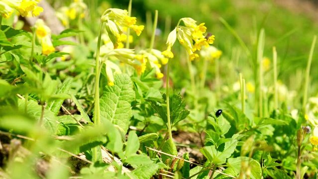 Primula veris or cowslip and common cowslip in bloom. Collected cowslip in a basket on a spring summer day. Yellow spring flower. Late spring meadow, inflorescence yellow endangered flower plant.