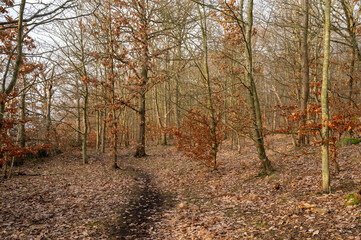 Path in forest with leaf trees