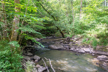 Water course in forest with leaf trees