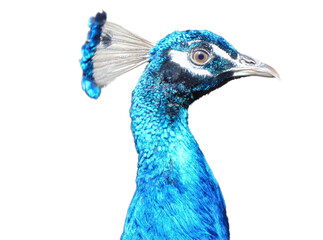 The neck and head of a peacock