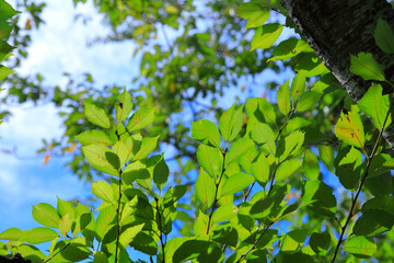 桜の木の若葉　Young leaves of cherry tree