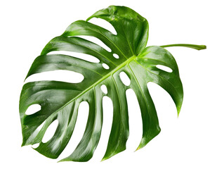 Monstera leaf isolated on transparent background