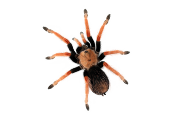 Brachypelma boehmei also known as the Mexican Fireleg, or the Mexican Rustleg Tarantula is a tarantula native to Mexico.