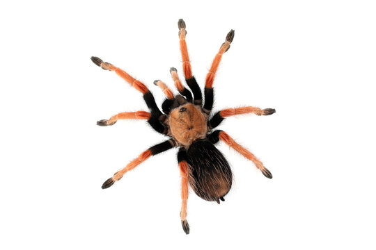 Brachypelma boehmei also known as the Mexican Fireleg, or the Mexican Rustleg Tarantula is a tarantula native to Mexico.