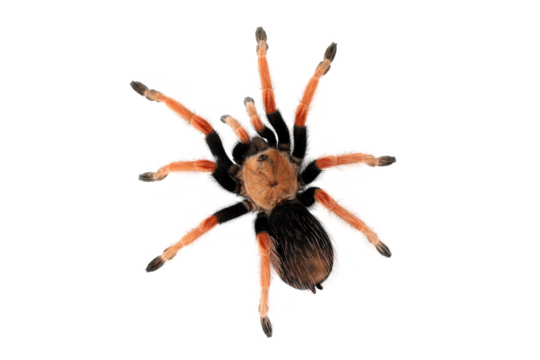 Brachypelma boehmei also known as the Mexican Fireleg, or the Mexican Rustleg Tarantula is a tarantula native to Mexico.