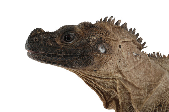 Closeup head of Indonesian Giant Sailfin Dragon (Hydrosaurus microlophus) is a species of agamid native to south Sulawesi Indonesia. It is the heaviest and longest species of sailfin lizard. PNG file.