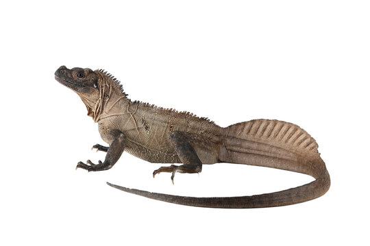 The Indonesian Giant Sailfin Dragon (Hydrosaurus microlophus) is a species of agamid native to south Sulawesi Indonesia. It is the heaviest and longest species of sailfin lizard.