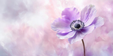 Anémone, fleur violette. Fond floral, espace vide