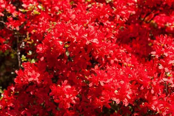 Keuken spatwand met foto 赤いツツジの花 © tomiyama