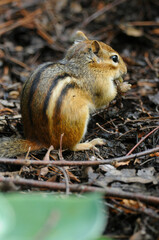 Eastern Chipmunk feeding and looking away