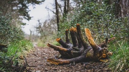 Old cut tree in the middle of a dirt road