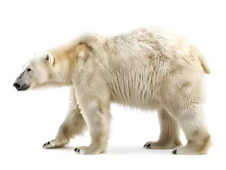 Foto op Plexiglas white polar bear © Anayat