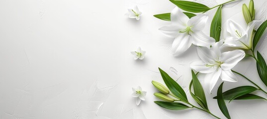 Funeral lily on white background with generous space available for text placement - obrazy, fototapety, plakaty