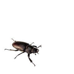 Female stag beetle on a white isolated background