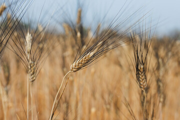 Summer barley field nearing harvest time