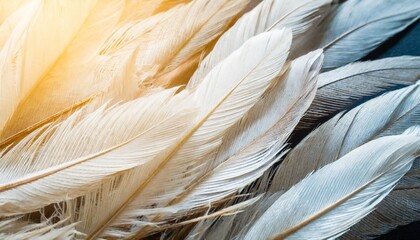 beautiful white feather pattern texture background with orange light