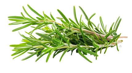 Realistic Rosemary - Transparent Background