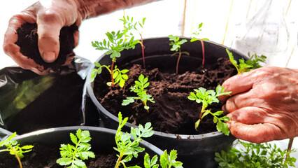 Planting marigold flowers in pot. Reproduction of plants in spring. Young flower shoots and greenery for garden. The hands of an elderly woman, a bucket of earth and green bushes and twigs with leaves