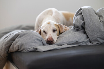 Porcelaine dog ( chien de franche comte) resting on a humans bed