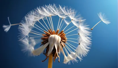 Poster dandelion seed with background  © big bro