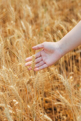 Summer barley field nearing harvest time