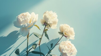 Pastel flowers background. White peony rose buds on light blue background with shadows and copy space for text