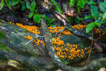 Orange Mushrooms on rotting Tree Trunk, Queensland, Australia.
