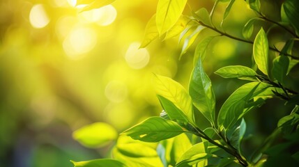 Obraz premium Plants growing in the garden. Fresh organic leaves, Aromatic spices for cooking.