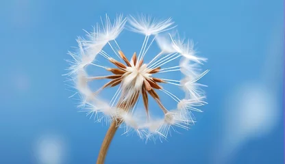 Foto op Canvas dandelion seed with background  © big bro