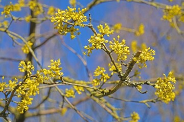 Blüte Kornelkirsche