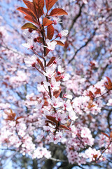 cherry blossom