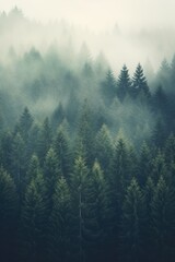 mystic foggy fir tree forest nature landscape