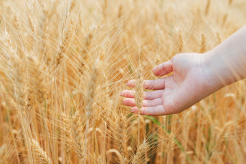 Summer barley field nearing harvest time