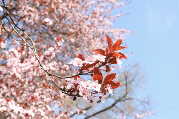 Cherry Blossom 