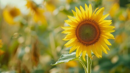 Fototapeta premium Sunflower flower close up. Floral abstract background. Blooming agricultural plant in the field
