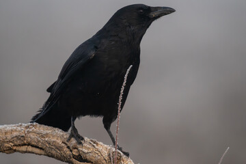 Beautiful very close portrait of a black crow perched on a tree branch observing laterally in a landscape with fog and vegetation in Spain, Europe