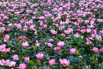 Obraz premium lotus flower pond