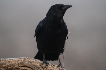 Beautiful very close portrait of a black crow perched on a tree branch observing laterally with a plant that appears next to it in a landscape with fog and vegetation in Spain, Europe