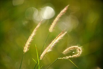 fluffy grass flower