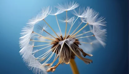 Kussenhoes dandelion seed with background  © big bro