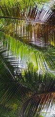 Naklejka premium palm tree in the wind