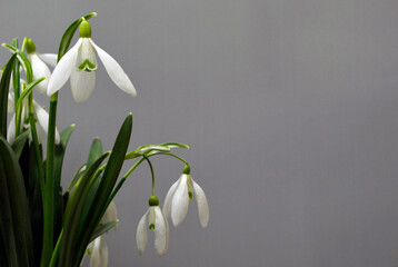 Snowdrop Flowers