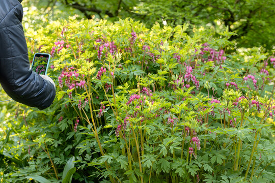 A woman takes pictures of dicentra flowers on her phone.