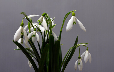 Fototapeta premium Snowdrop Flowers
