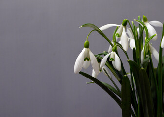 Snowdrop Flowers