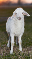 Sun setting behind a white sheep lamb