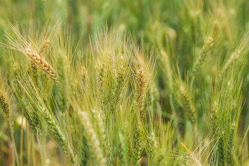 Summer barley field nearing harvest time