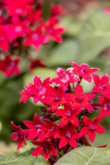 red flowers in the garden